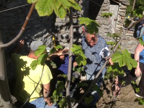 Leperron_ag2015_ma-11